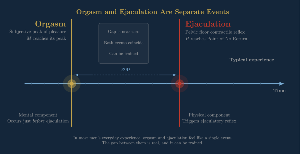 Diagram illustrating the multi-orgasmic man concept showing orgasm and ejaculation as two separable physiological events on a timeline