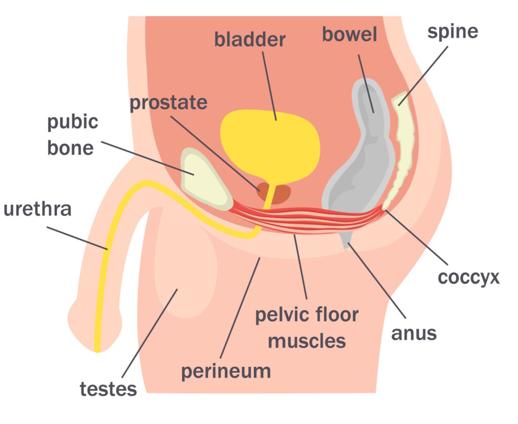 Anatomical diagram used in a PC muscle exercise guide, showing the pubococcygeus muscle, perineum, pubic bone, coccyx, and pelvic floor in male cross-section