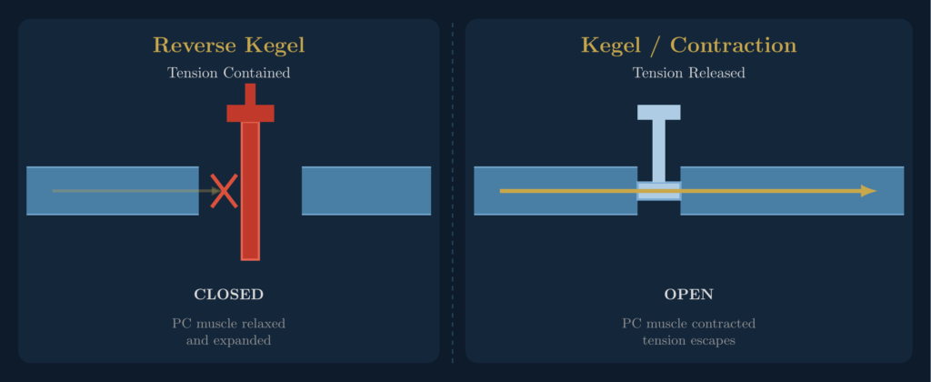 Diagram showing the PC muscle as a valve in two states: closed during a reverse kegel with sexual tension contained, and open during a kegel contraction with tension released.
