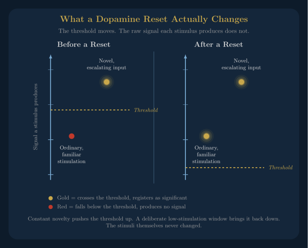 Diagram comparing a flattened dopamine reset signal after constant novel stimulation with a restored signal after a deliberate low-stimulation window