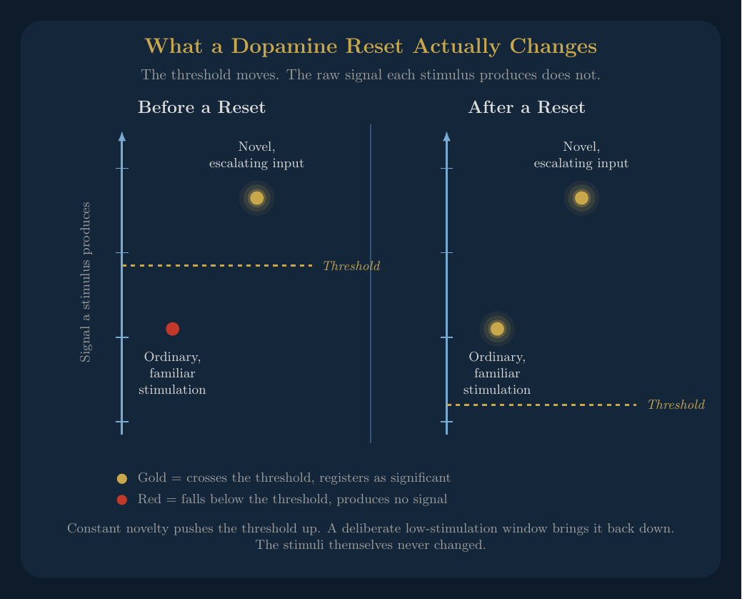 Dopamine Reset: What It Actually Restores in Male Sexual Arousal