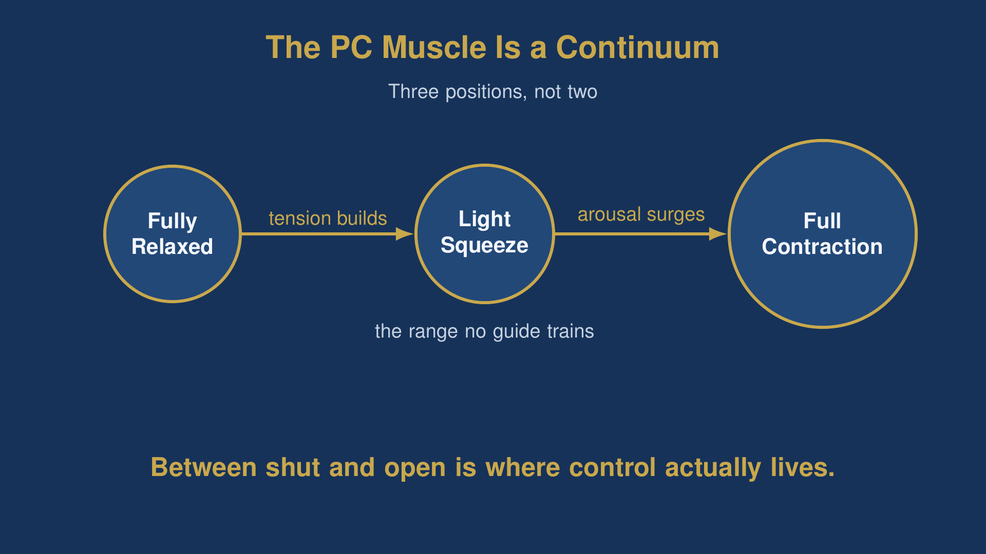 pc muscle exercise diagram showing fully relaxed, light squeeze, and full contraction with the missing middle labeled