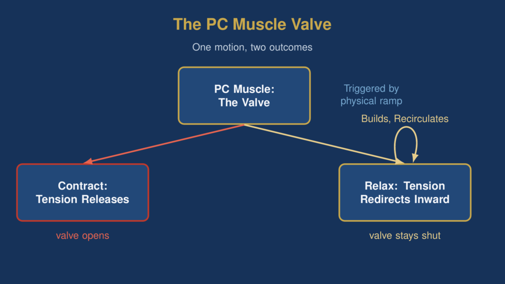 reverse kegel for men diagram of the PC muscle valve branching into contract-and-release versus relax-and-redirect outcomes