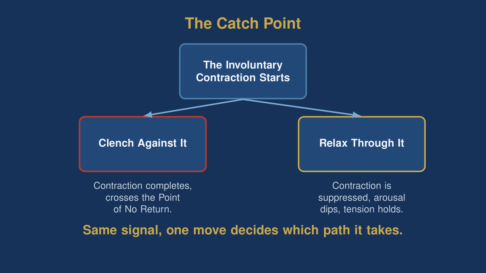 kegel exercise and premature ejaculation diagram showing the catch point where relaxing beats clenching