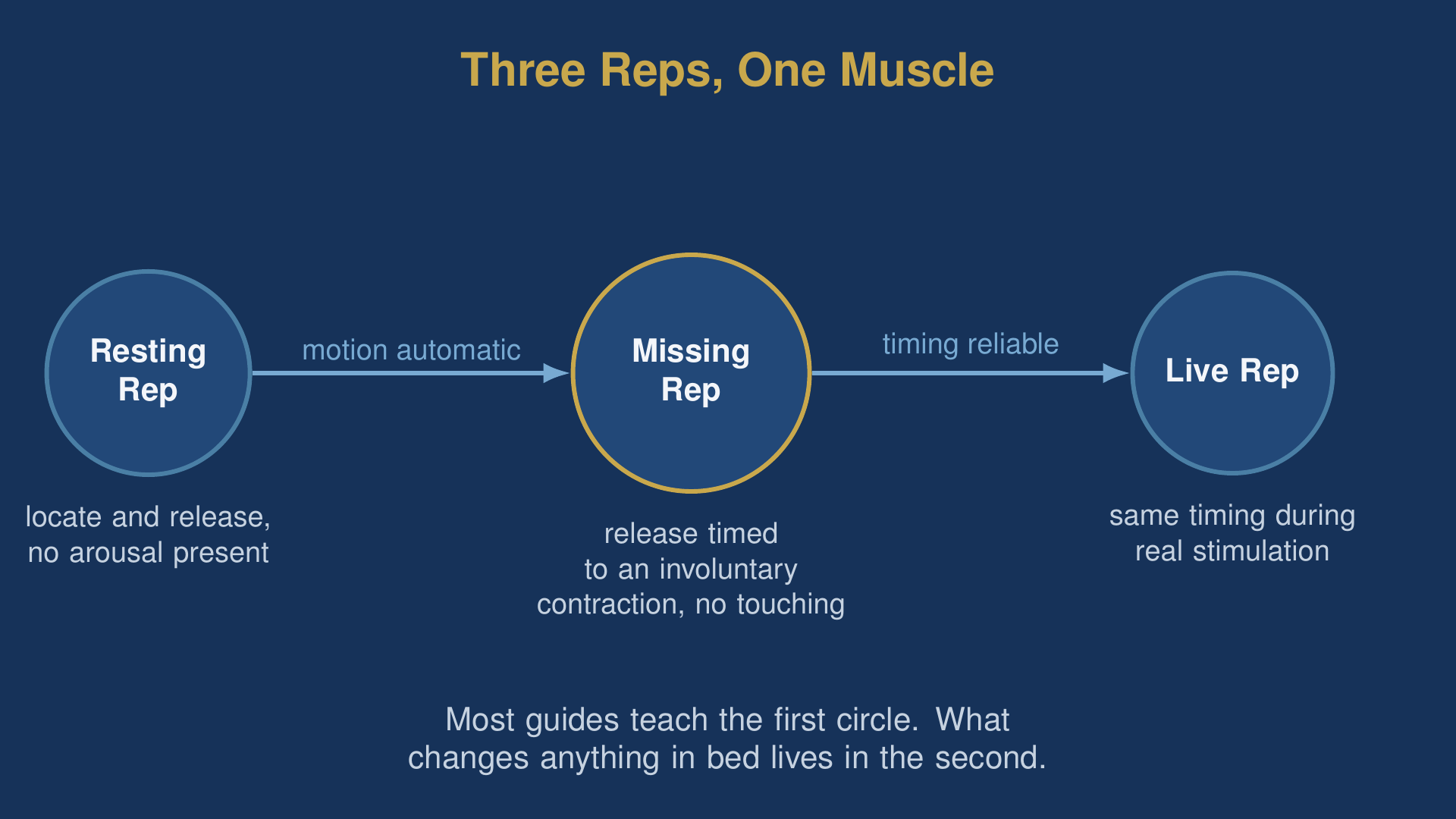 reverse kegel for men diagram comparing the resting rep, the missing rep, and the live rep