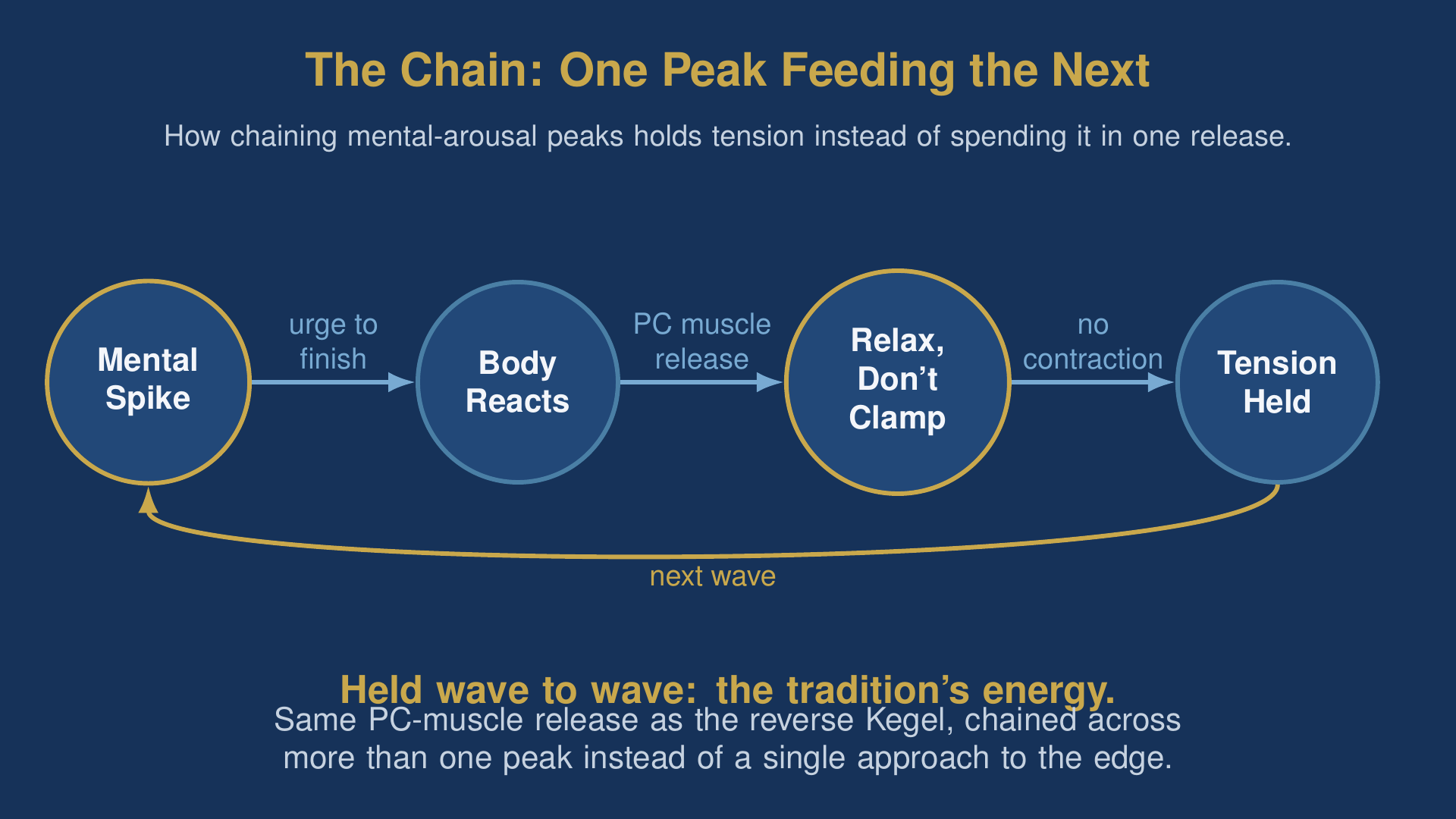 diagram showing how taoist sexuality's held energy works: chaining mental-arousal peaks instead of spending them in one release