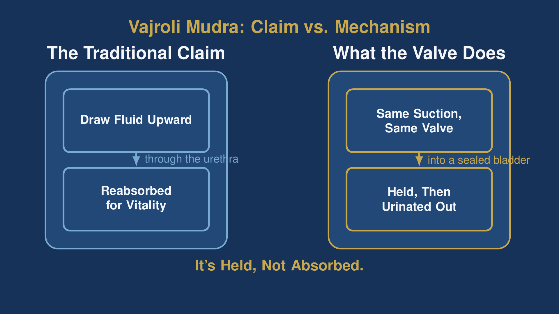 vajroli mudra diagram comparing the traditional reabsorption claim with what the valve does